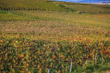 Reims Champagne alanda Fransa üzerinden bağ görünümünü