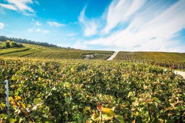 Reims Champagne alanda Fransa üzerinden bağ görünümünü