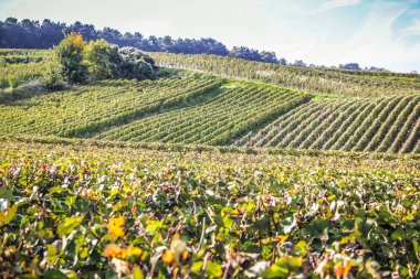Reims Champagne alanda Fransa üzerinden bağ görünümünü