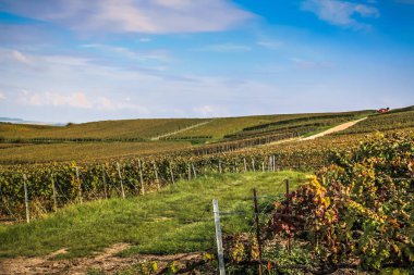 Reims Champagne alanda Fransa üzerinden bağ görünümünü