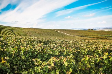 Reims Champagne alanda Fransa üzerinden bağ görünümünü