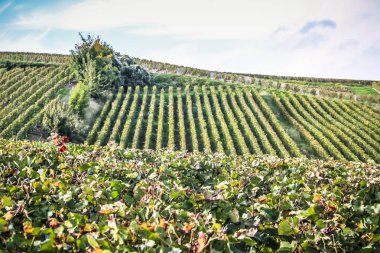 Reims Champagne alanda Fransa üzerinden bağ görünümünü