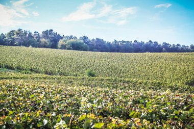 Reims Champagne alanda Fransa üzerinden bağ görünümünü