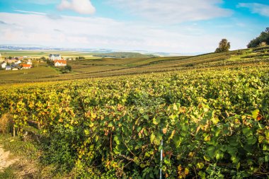 Reims Champagne alanda Fransa üzerinden bağ görünümünü