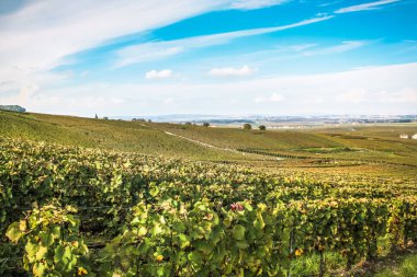 Reims Champagne alanda Fransa üzerinden bağ görünümünü