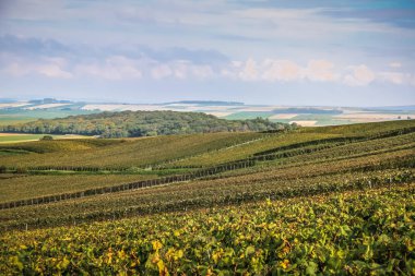 Reims Champagne alanda Fransa üzerinden bağ görünümünü