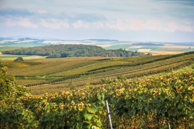 Reims Champagne alanda Fransa üzerinden bağ görünümünü