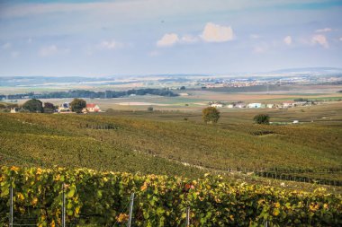 Reims Champagne alanda Fransa üzerinden bağ görünümünü