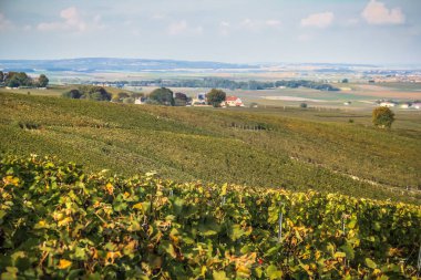 Reims Champagne alanda Fransa üzerinden bağ görünümünü