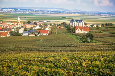Reims Champagne alanda Fransa üzerinden bağ görünümünü