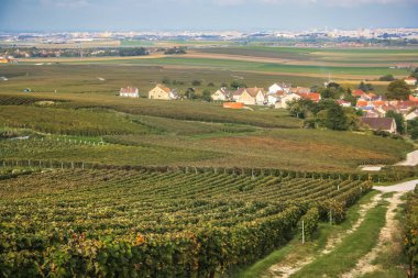 Reims Champagne alanda Fransa üzerinden bağ görünümünü