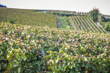 Reims Champagne alanda Fransa üzerinden bağ görünümünü