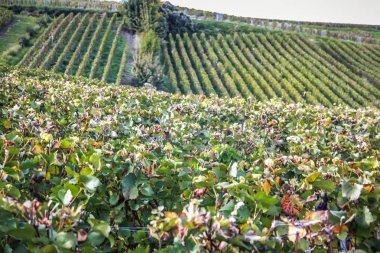 Reims Champagne alanda Fransa üzerinden bağ görünümünü