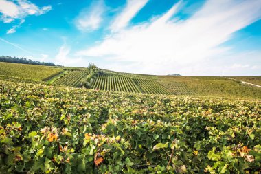 Reims Champagne alanda Fransa üzerinden bağ görünümünü