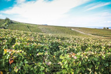 Reims Champagne alanda Fransa üzerinden bağ görünümünü