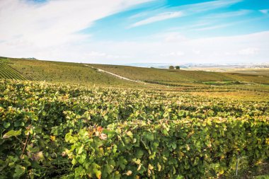 Reims Champagne alanda Fransa üzerinden bağ görünümünü