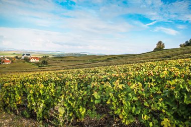 Reims Champagne alanda Fransa üzerinden bağ görünümünü