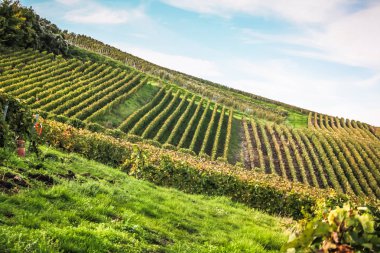 Reims Champagne alanda Fransa üzerinden bağ görünümünü