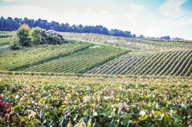 Reims Champagne alanda Fransa üzerinden bağ görünümünü