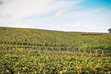 Reims Champagne alanda Fransa üzerinden bağ görünümünü