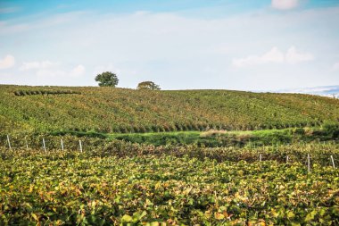 Reims Champagne alanda Fransa üzerinden bağ görünümünü