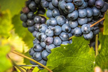 Reims Champagne alanda Fransa üzerinden bağ görünümünü