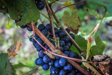 Reims Champagne alanda Fransa üzerinden bağ görünümünü