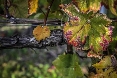 Reims Champagne alanda Fransa üzerinden bağ görünümünü