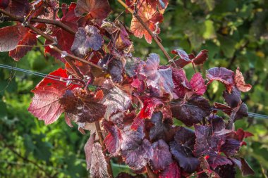 Reims Champagne alanda Fransa üzerinden bağ görünümünü