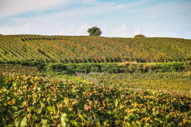 Reims Champagne alanda Fransa üzerinden bağ görünümünü