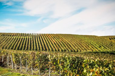 Reims Champagne alanda Fransa üzerinden bağ görünümünü