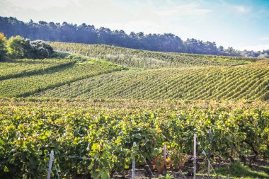 Reims Champagne alanda Fransa üzerinden bağ görünümünü