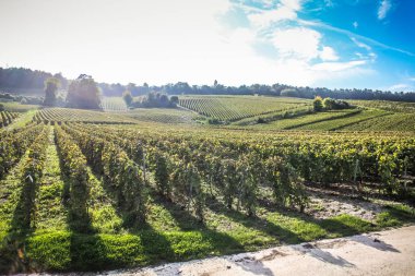 Reims Champagne alanda Fransa üzerinden bağ görünümünü