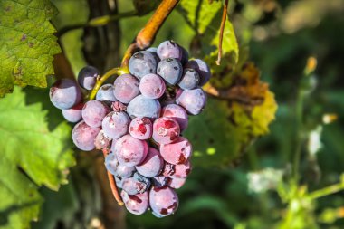 Reims Champagne alanda Fransa üzerinden bağ görünümünü
