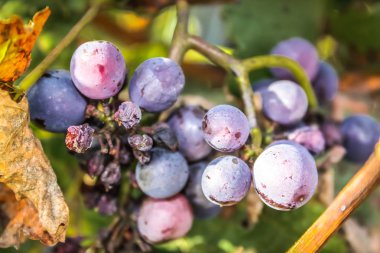 Reims Champagne alanda Fransa üzerinden bağ görünümünü