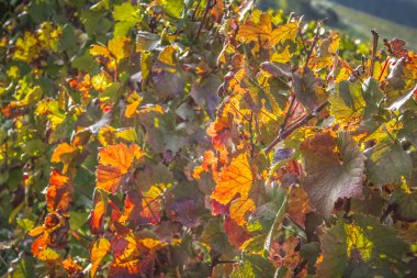 Reims Champagne alanda Fransa üzerinden bağ görünümünü