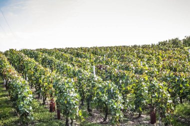 Reims Champagne alanda Fransa üzerinden bağ görünümünü