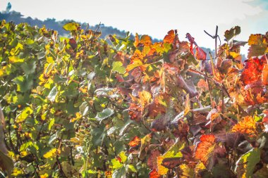 Reims Champagne alanda Fransa üzerinden bağ görünümünü
