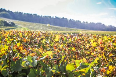 Reims Champagne alanda Fransa üzerinden bağ görünümünü