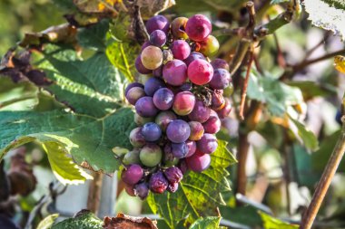 Reims Champagne alanda Fransa üzerinden bağ görünümünü
