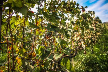 Reims Champagne alanda Fransa üzerinden bağ görünümünü