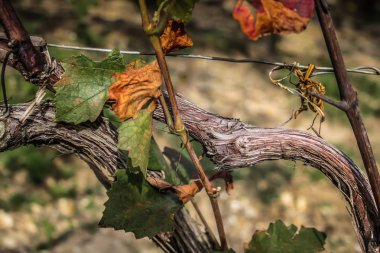 Reims Champagne alanda Fransa üzerinden bağ görünümünü