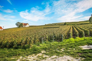 Reims Champagne alanda Fransa üzerinden bağ görünümünü