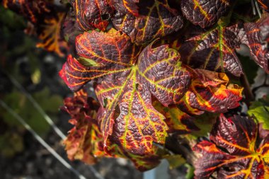 Reims Champagne alanda Fransa üzerinden bağ görünümünü