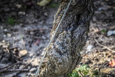 Reims Champagne alanda Fransa üzerinden bağ görünümünü