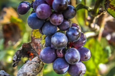 Reims Champagne alanda Fransa üzerinden bağ görünümünü