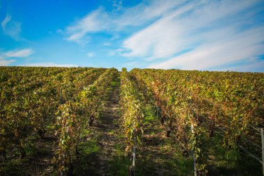 Reims Champagne alanda Fransa üzerinden bağ görünümünü