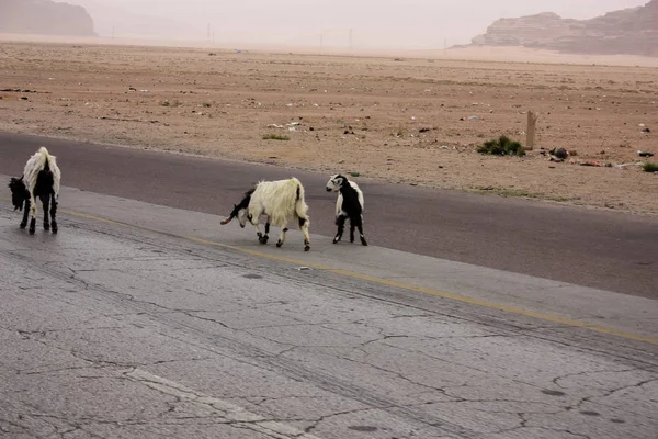 Vue Paysage Rural Jordanien — Photo