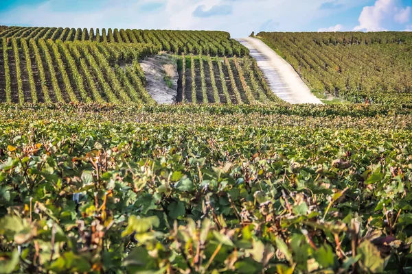 Vista Del Viñedo Desde Reims Zona Champagne Francia — Foto de Stock