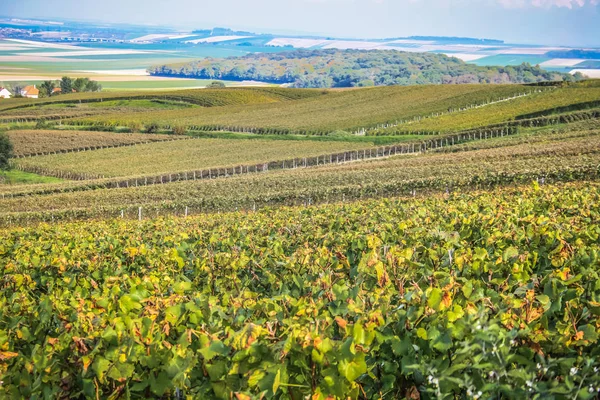Szőlőskert Tól Reims Champagne Terület Franciaország Megtekintése — Stock Fotó